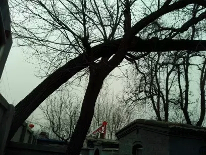 001EFHzpgy6YJVxu1ph63