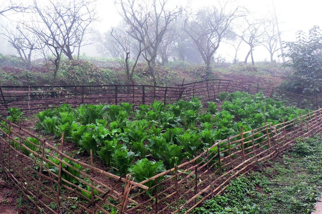 若要生意(家运)好,门前不栽菜和草